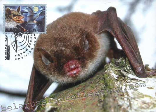 Pond bat (Myotis dasycneme)